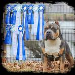 bully dogs for sale in florida3