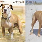 differenza tra pitbull e amstaff2