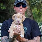 bully dogs for sale florida1