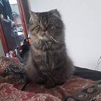 gato persa wikipedia1