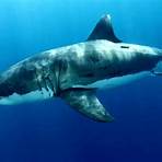 great white shark1