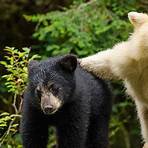 Great Bear Rainforest: Land of the Spirit Bear filme2