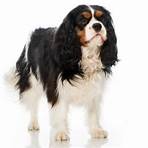 harvard law school logo images black and white cavalier king charles spaniel3