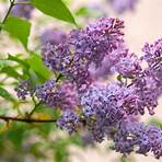 Lilacs in the Spring Film5