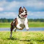 staffordshire american terrier2