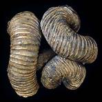 ammonite fossil1