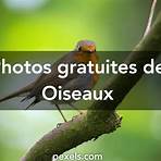 les oiseaux photos5