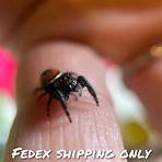 mason daring spider for sale1