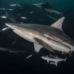 Are shark fins a threat to shark species?1