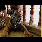 The Year of the Tiger | Documentary, Biography, War5