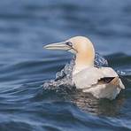 gannet bird2