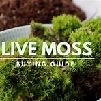 living with moss1