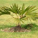 palm desert größe1