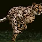 Cheetah4