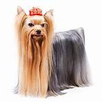 top yorkshire terrier2