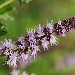 where does the herb mentha spicata come from from mexico song list2