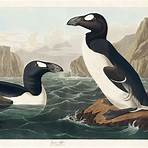 great auk facts1