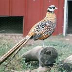 exotic pheasants for sale4