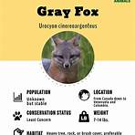 types of foxes3