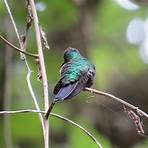 hummingbirds of mexico4