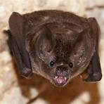bats images2