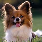 papillon cachorro pelo3