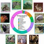 lista de mamíferos sociedade brasileira de mastozoologia3