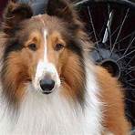 Lassie3