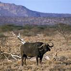 Shaba National Reserve5