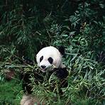 The Panda's Thumb: More Reflections in Natural History3