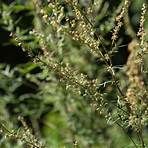 Artemisia (plant) wikipedia4