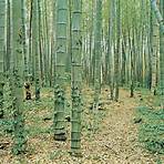 Bambou3