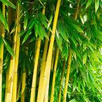 bambou extérieur1