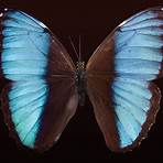 picture of butterfly4