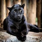 black panther images3