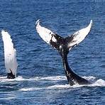 bar harbor whale watch rates4