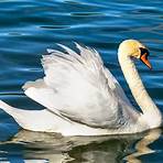 Swans3