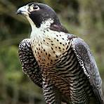 birdman falcon1