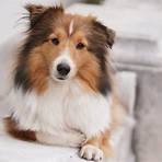 mini lassie dog4