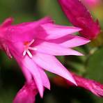 what is the botanical name of the easter cactus houseplant flower in the movie4