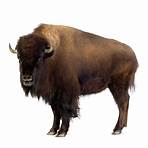 American Buffalo Pictures3