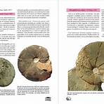 ammonites de las beticas3