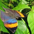 oakleaf butterfly plants3