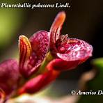 acianthera pubescens3