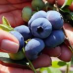 types of blueberries2