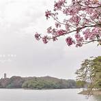 高雄澄清湖風景區洋紅風鈴木2