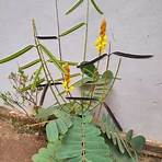 jamaica planta4