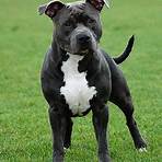 staffordshire american terrier1