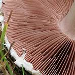 pilze champignons erkennen5