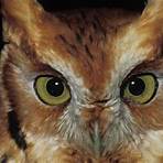 night owls kansas city4